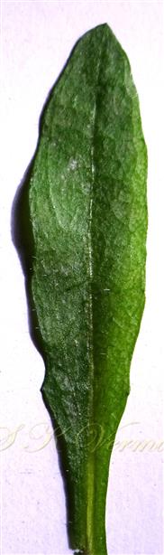  Cauline leaf (Adaxial view)